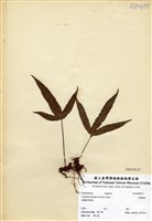 藏品(三葉茀蕨)的圖片